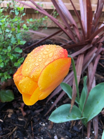 A large flower head of a yellow tulip in the flowerbed covered in raindrops