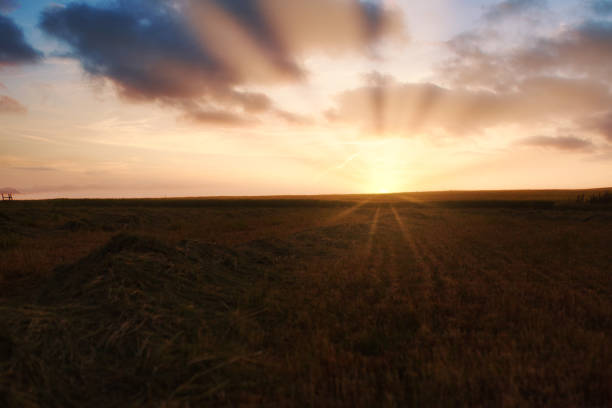 Agricultural wheat field at sunset.