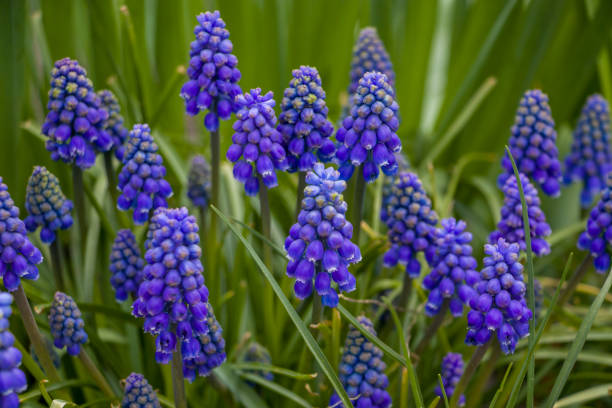 istock Muscari Armeniacum. small blue spring flowers 1485989554