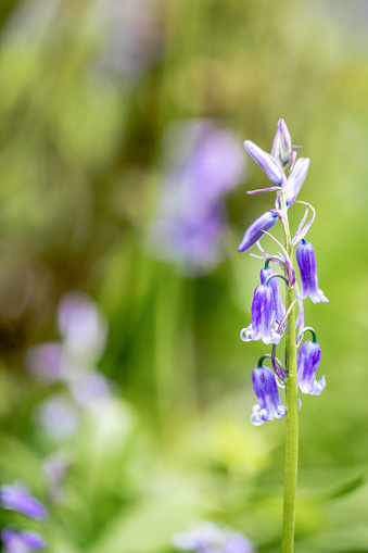 A lovely close up macro image of a unopened bluebell