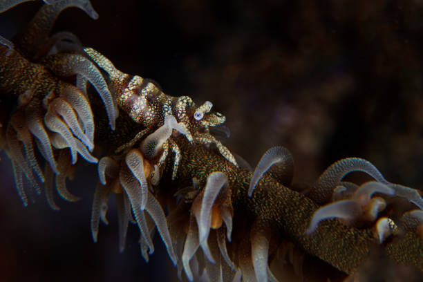 istock The Golden shrimp on sea whip 1485990765