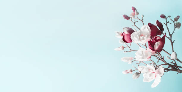 istock Spring background with magnolia blossom. Blossom branch on light blue background. 1485991107