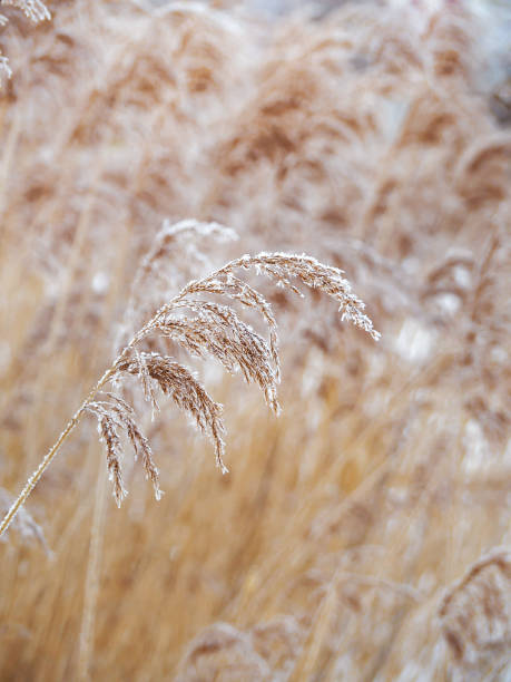 istock Close-up of dried yellow reed 1485992979