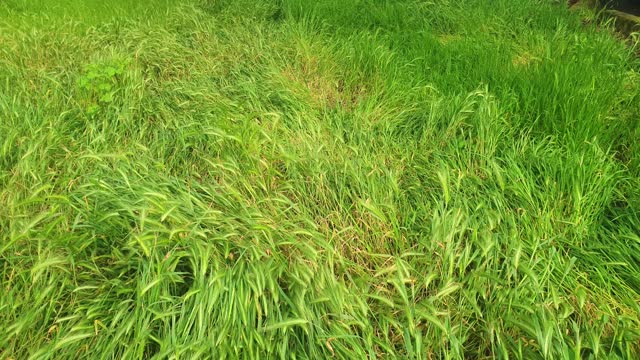 Long grass