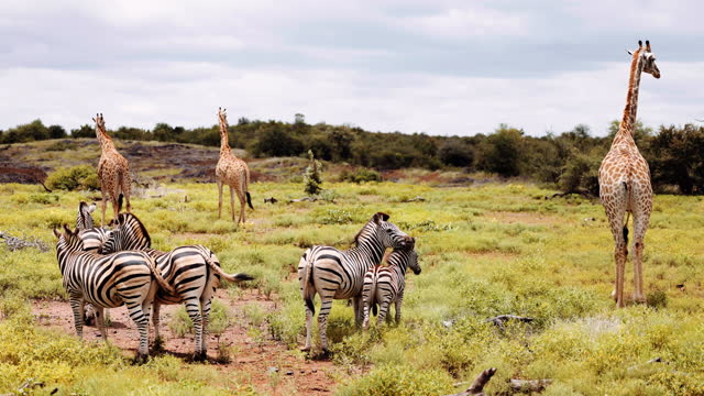 Zebras, Giraffe, impala, baboons feed together for safety. Savannah South Africa