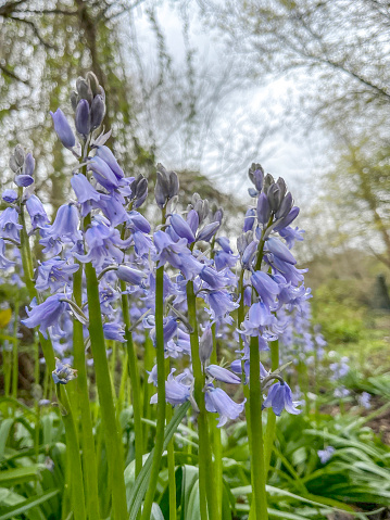 Bluebells in the wild