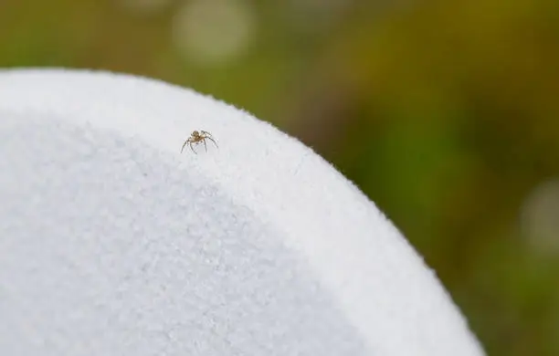 Photo of little spider called tibellus oblongus on a bag