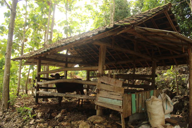 istock a hut building in the rural hinterland 1486003842