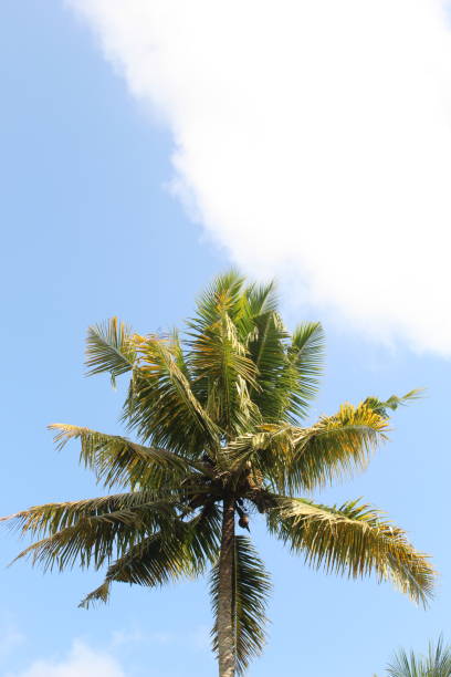 istock A coconut tree against a clear blue sky is a magnificent sight to behold 1486003845