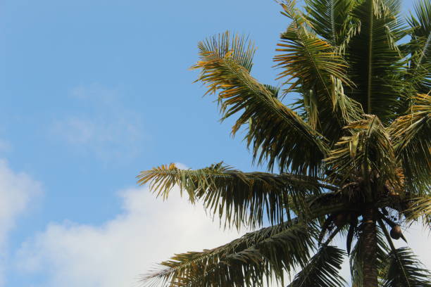 istock A coconut tree against a clear blue sky is a magnificent sight to behold 1486003853
