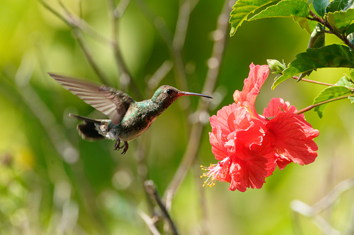 a hummingbird feeds on flower nectar on the Los Llanos of Colombia