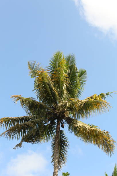 istock A coconut tree against a clear blue sky is a magnificent sight to behold 1486004010
