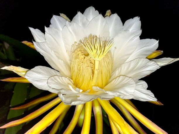 istock flowers from dragon fruit plants that are blooming 1486004374
