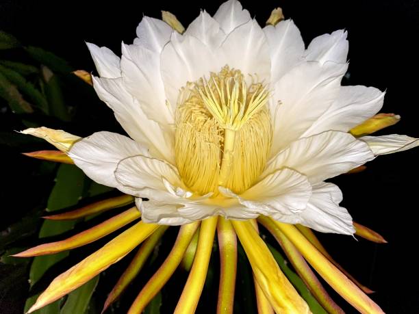istock flowers from dragon fruit plants that are blooming 1486004432