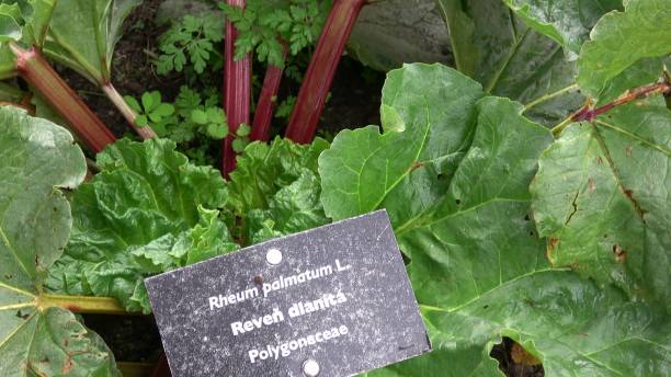 Rhubarb bolting with a central flower stem going to seed, UK vegetable garden