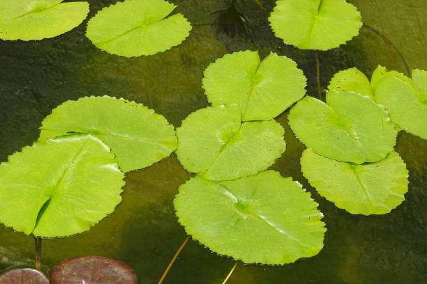 istock Close-up Beautiful many lotus leaves on pond 1486007746