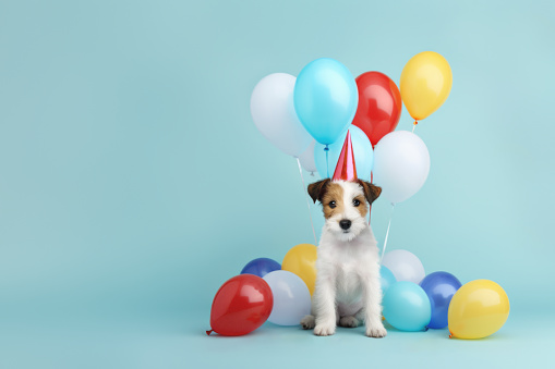 Cute scruffy puppy dog wearing a party hat celebrating at a birthday party with colorful birthday balloons