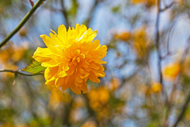 yellow Chinese rose flower illuminated by the sun