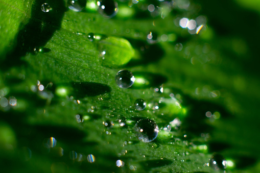 Shining water drops on bright sunbeams and long shadows on green wide leaf