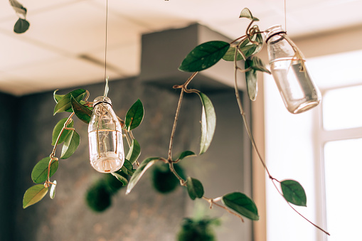 Creative interior decor.Twigs of indoor plants in glass jars suspended from the ceiling.Urban jungle,biophilia design concept.Selective focus.