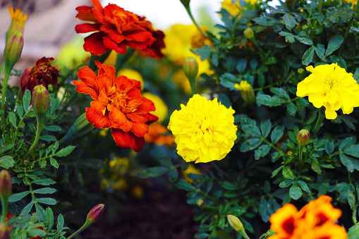 Close-up on orange and yellow French marigold flowers