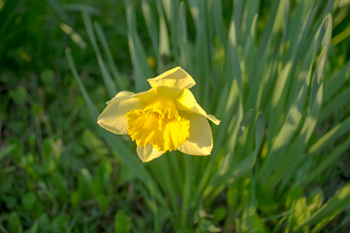 Dark background, moody image of blooming yellow daffodil flowers.