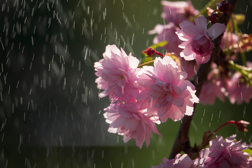 Blooming sakura flowers on the rain with backlight. Delicate pink flowers on the sakura tree
