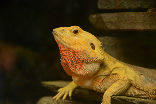 Single bearded dragon( pogona vitticeps ) resting between flat stone.