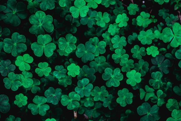 istock Closeup of four-leaf clovers growing on the ground 1486022071