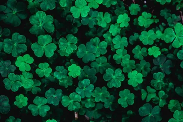 A closeup of four-leaf clovers growing on the ground