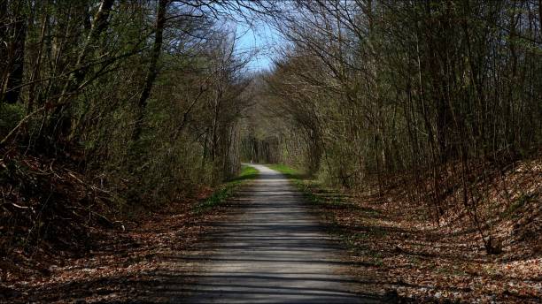 istock an empty road surrounded by tall trees and leafless leaves 1486022888
