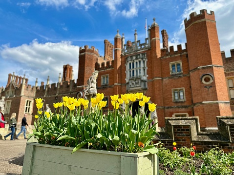 London, United Kingdom – April 08, 2023: A beautiful box of yellow tulips with Hampton Court Palace in the background.