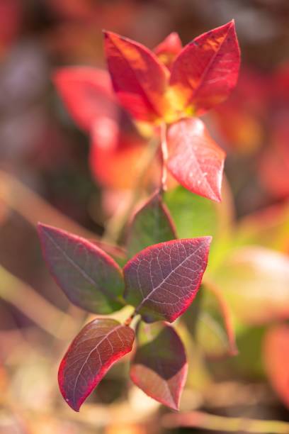 istock a green plant that has red leaves on it's back 1486023073