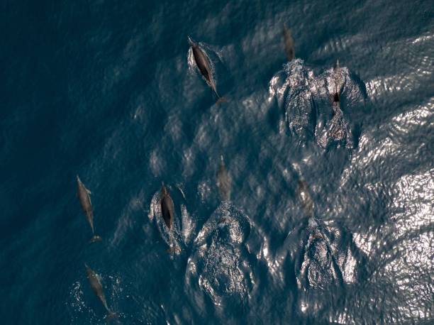 istock several dolphins swimming in the open water off the coast line 1486023220