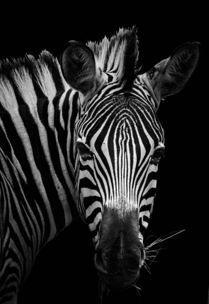istock Black and white zebra standing in profile against a black background 1486023282
