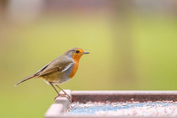 istock Closeup shot of a European robin perched on a feeder. Erithacus rubecula. 1486023302