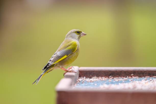 istock Cute greenfinch perched on a bird feeder. Chloris chloris. 1486023310