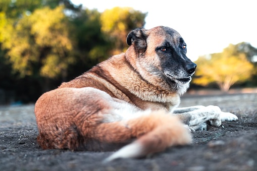 An anatolian shepherd dog lying contently on the ground in the sun