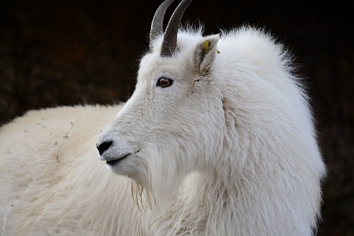 A large, white goat with long curving horns stands in a wooded area