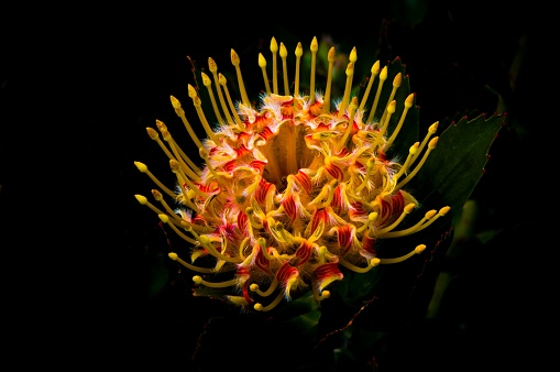 Vibrant orange and yellow Leucospermum cordifolium flower on a black background