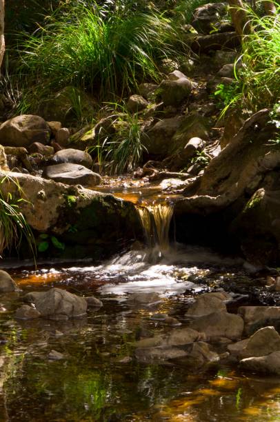 istock Peaceful forest setting, near a stream that winds its way through the trees 1486023673