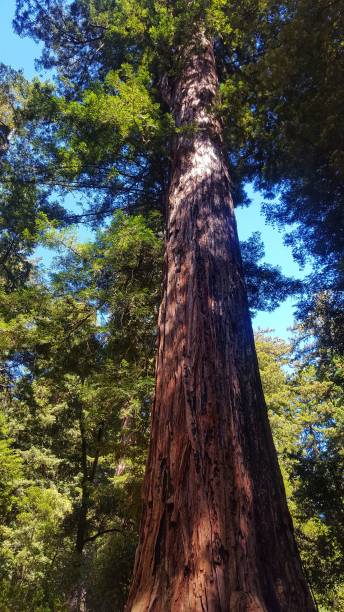 istock an old growth redwood tree, surrounded by trees along the trail 1486023700