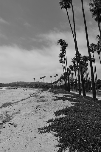 An atmospheric black and white photograph of a row of tall palm trees silhouetted against a beach backdrop