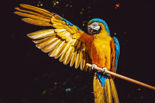 Exotic yellow and blue macaw parrot on a branch with its wing out An exotic yellow and blue macaw parrot on a branch with its wing out spread wings stock pictures, royalty-free photos & images