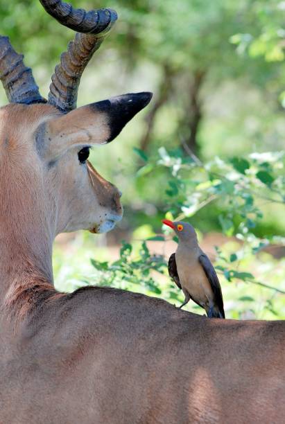 istock Vertical shot of a small bird perched on a blackbuck antelope back 1486023789