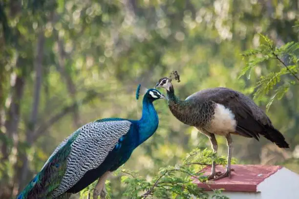 Photo of Selective focus shot of a majestic peacock couple perched together in a park