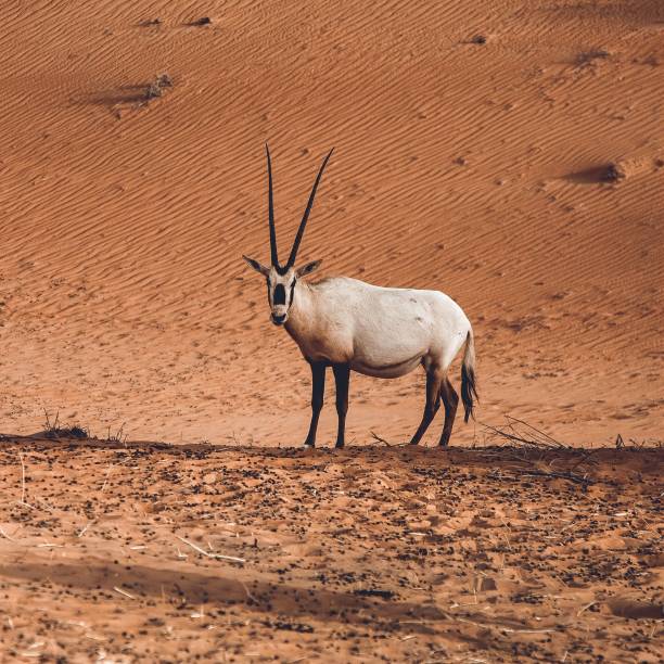 istock an antelope in a deserted landscape 1486023818