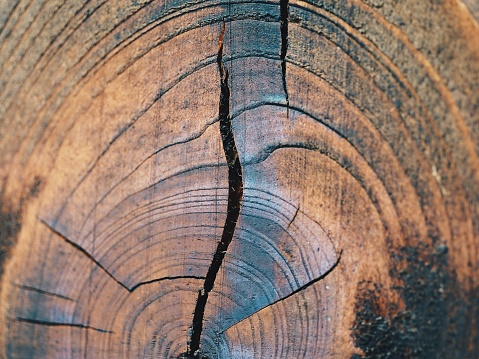 A split log cut in half revealing the inner structure of the wood and how it can be repaired