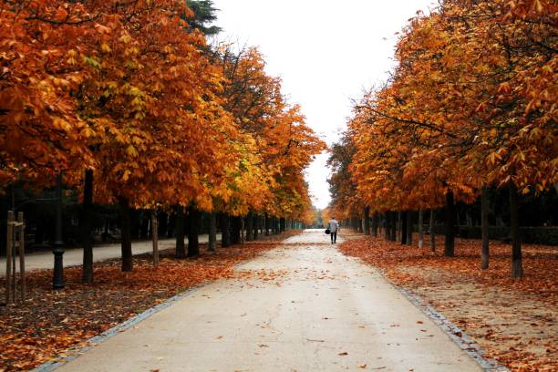 istock Picturesque walkway lined with orange trees in autumn. 1486023945