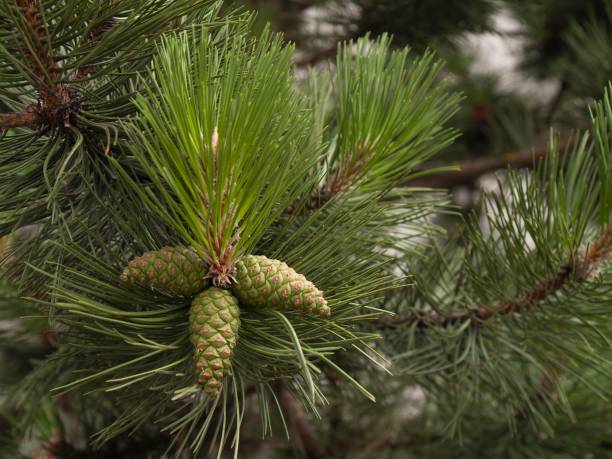 istock Cones of a pine (Pinus), summer in southern Germany 1486023947